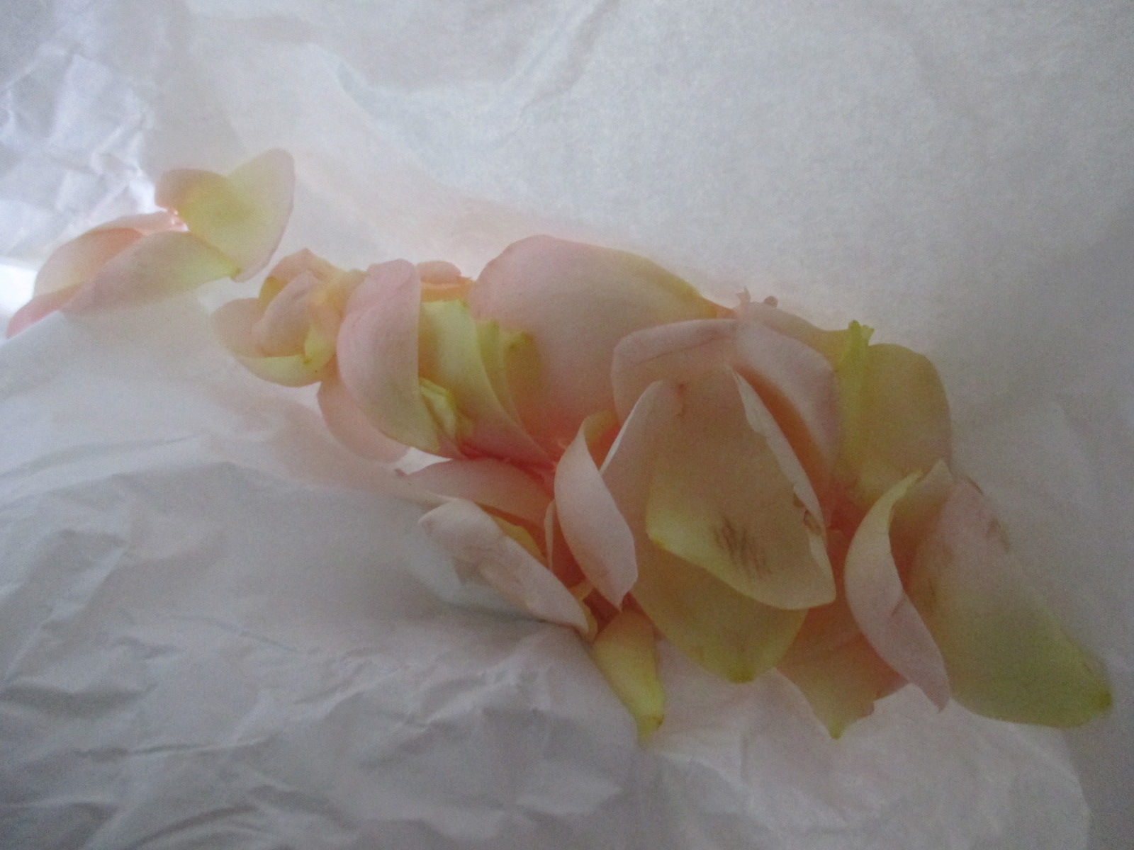 c0232541_0104324.jpg