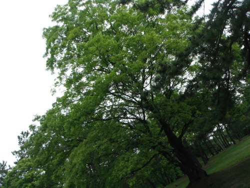 e0126241_15343464.jpg