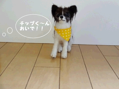 e0141159_1791149.gif