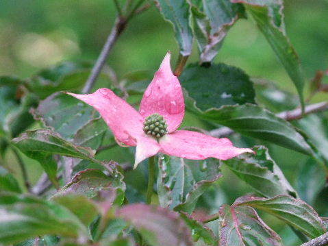 e0088260_22533466.jpg