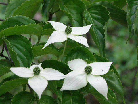 e0088260_22555781.jpg