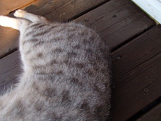 a0104162_202826.jpg