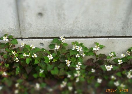 b0075364_15381117.jpg