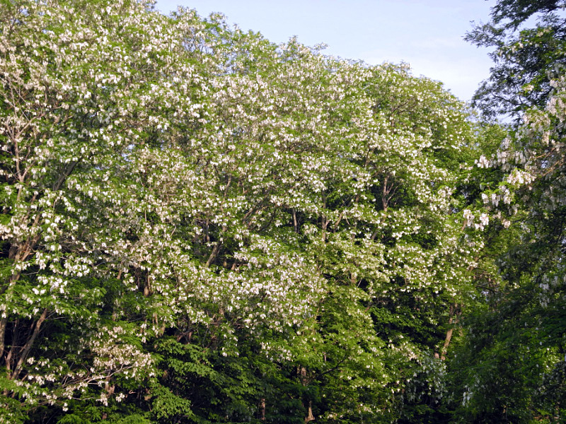e0100772_22353229.jpg