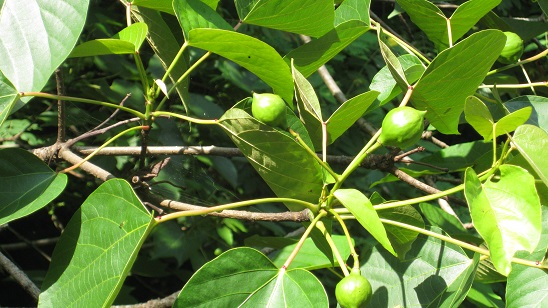 e0237580_8544912.jpg