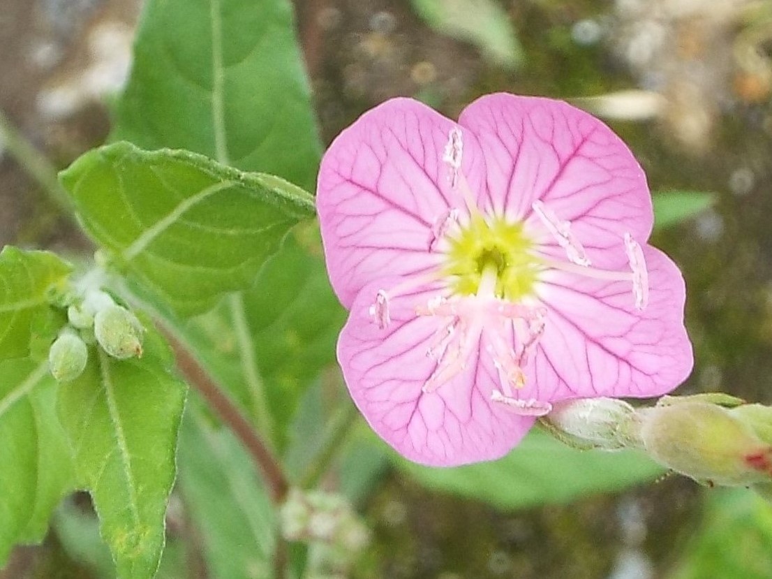 e0145782_12533040.jpg