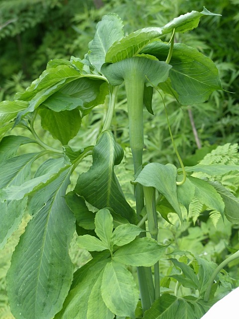 f0357487_11264361.jpg