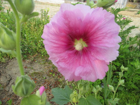 a0203003_2052576.jpg