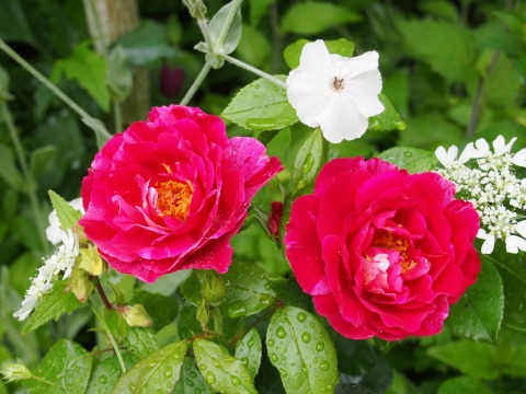 c0117007_2156778.jpg