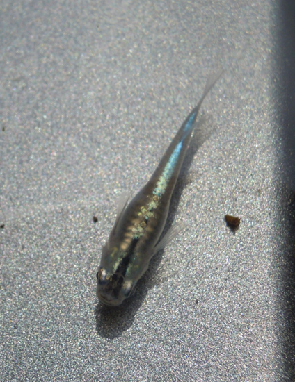 e0097534_15382949.jpg