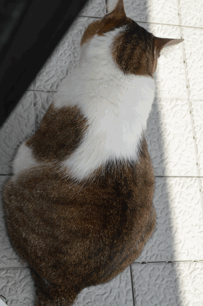 c0136736_22534930.gif