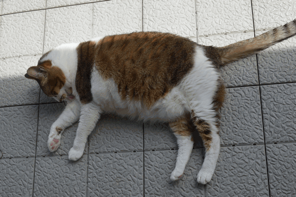 c0136736_22535650.gif
