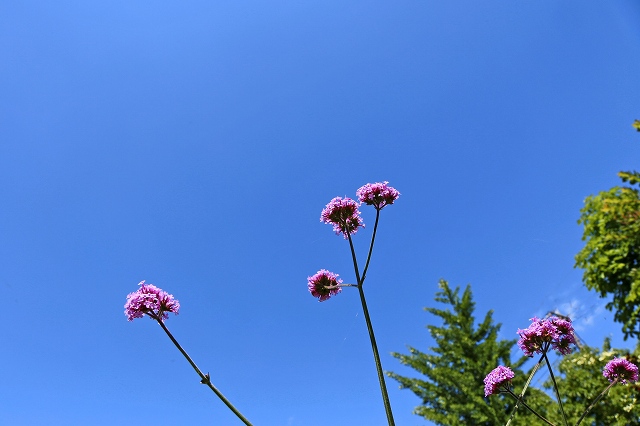 a0242438_19414039.jpg