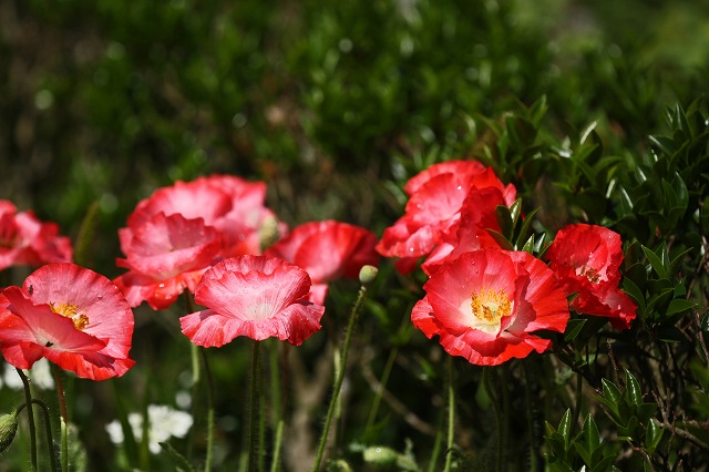 a0242438_19434019.jpg