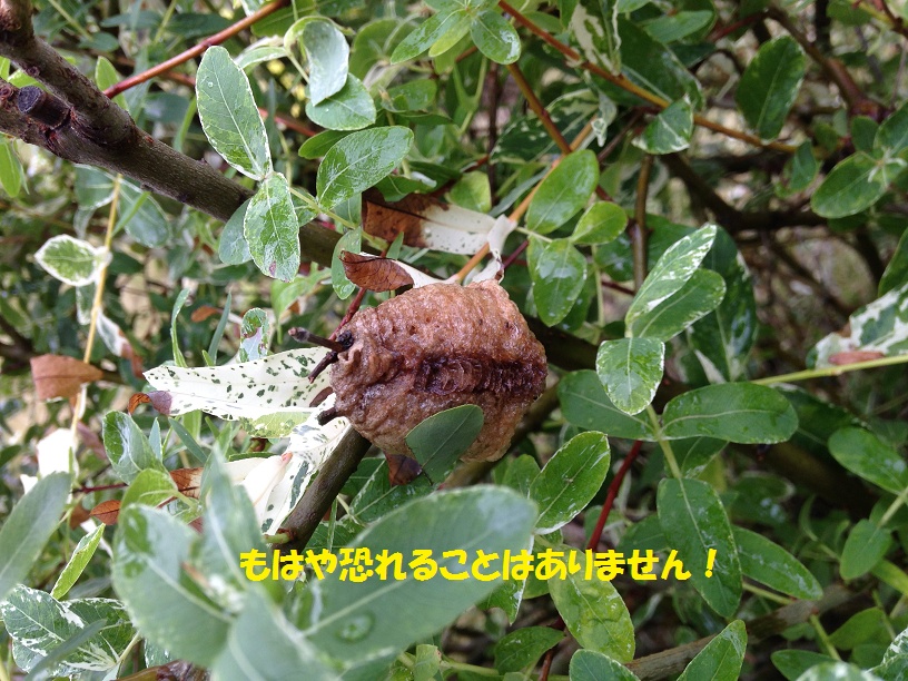 e0094656_8575561.jpg
