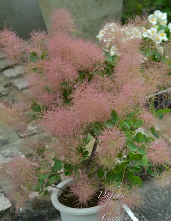 e0184558_1048699.jpg