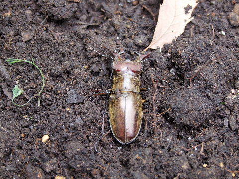 e0088260_21570555.jpg
