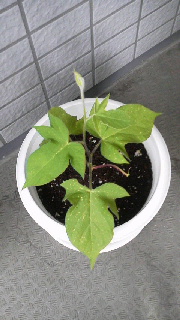a0159974_9421454.jpg
