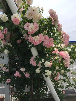 f0091282_85721.jpg