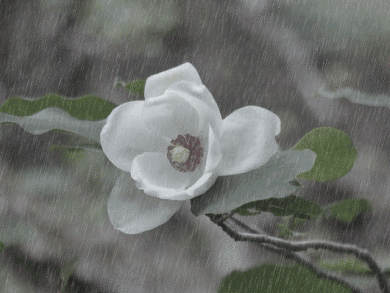 f0357487_048274.gif