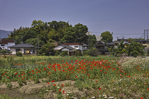 a0096313_1631363.jpg