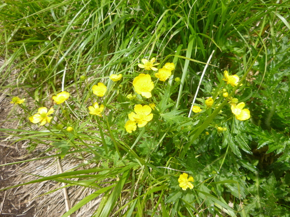 d0170615_11505849.jpg