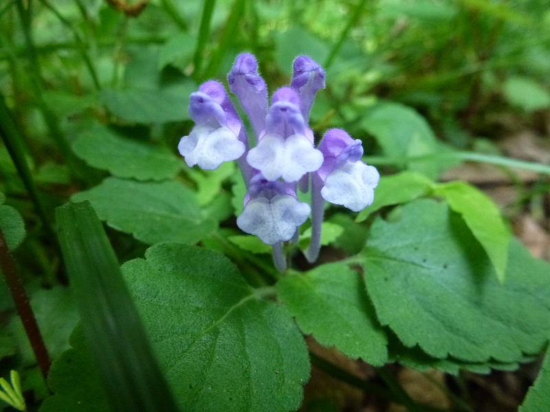 c0042418_815780.jpg