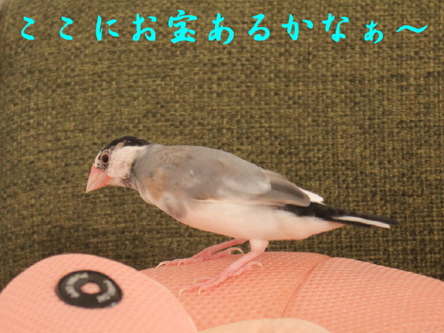 c0365734_21225576.jpg