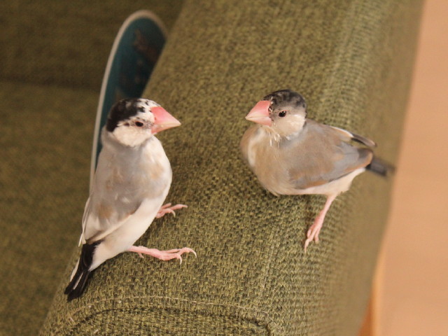 c0365734_21230418.jpg