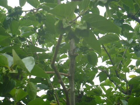 b0246036_17133222.jpg