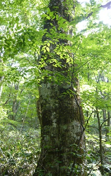 c0225143_1415529.jpg