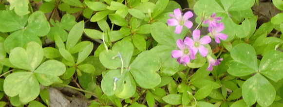 a0234877_10274737.jpg