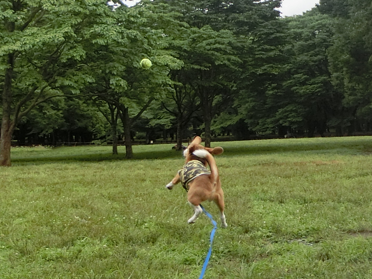 a0319693_1521862.jpg