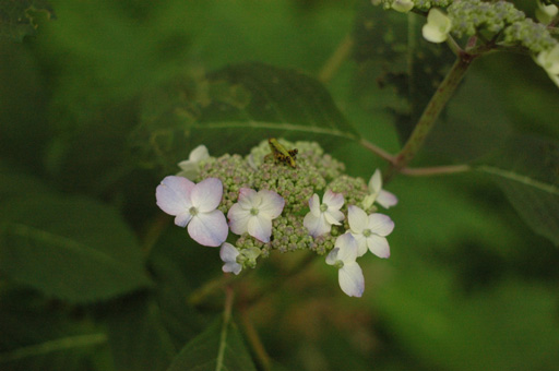 a0061599_7135828.jpg
