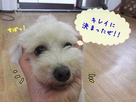 a0338800_20503550.jpg