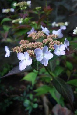 e0206902_3351973.jpg