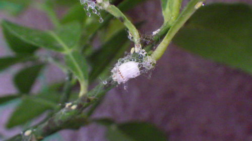 c0337631_13123088.jpg