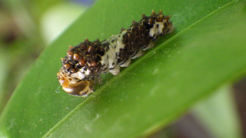 c0337631_1383776.jpg