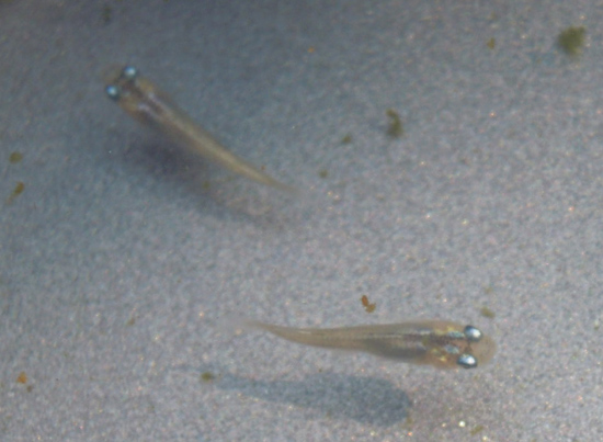 e0097534_10593726.jpg