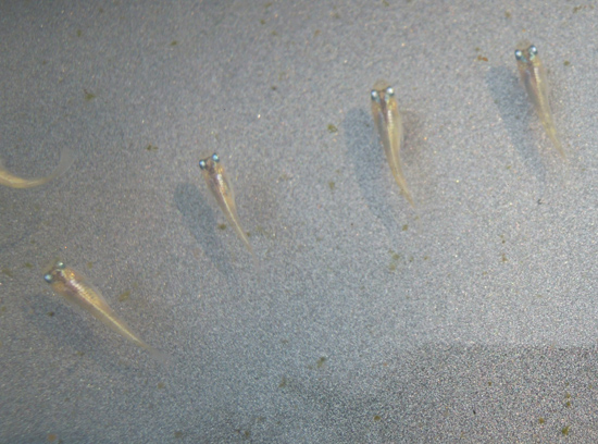 e0097534_1142687.jpg