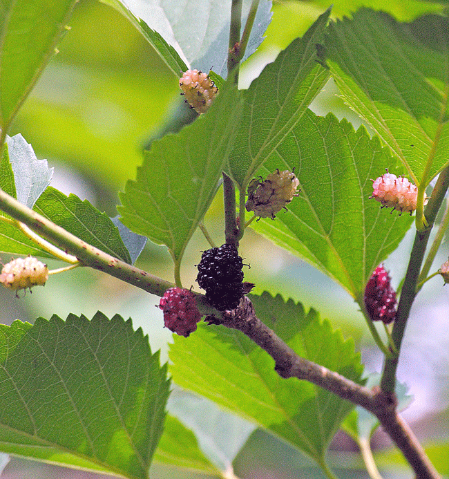 a0001354_23165548.gif