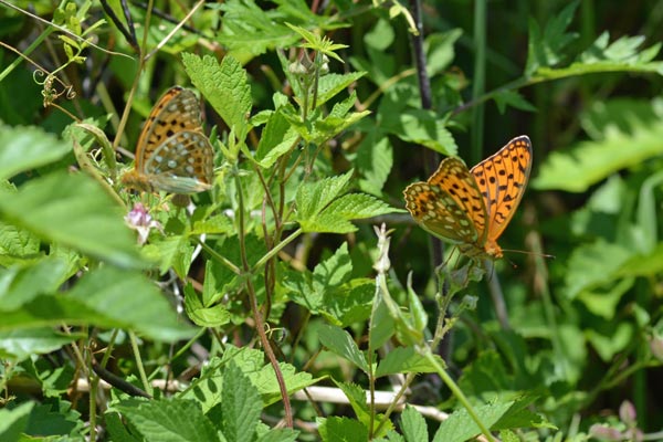 c0043361_7131443.jpg