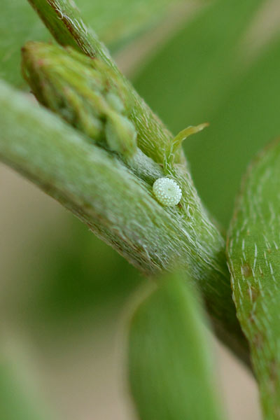 c0043361_714544.jpg