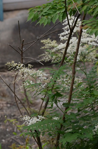 c0186463_0295422.jpg