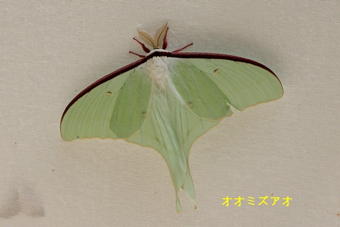 b0088772_15513334.jpg