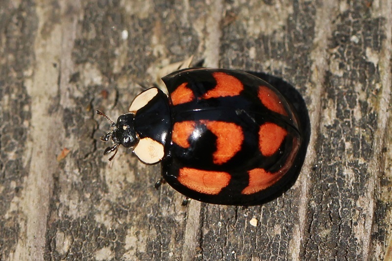 b0088772_15570836.jpg