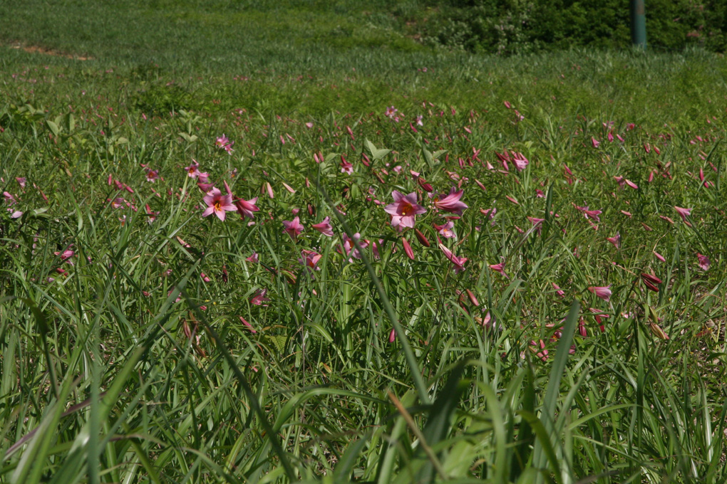 e0118274_18572065.jpg