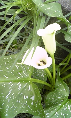 f0003174_11265415.jpg