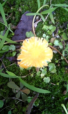 f0003174_9575167.jpg