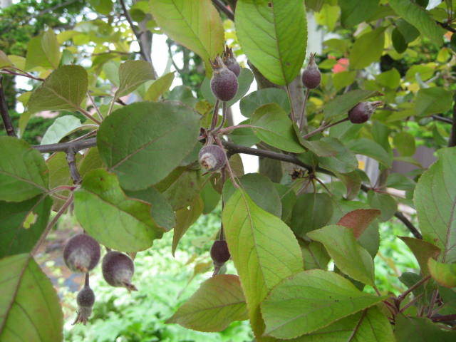 f0316507_20542765.jpg